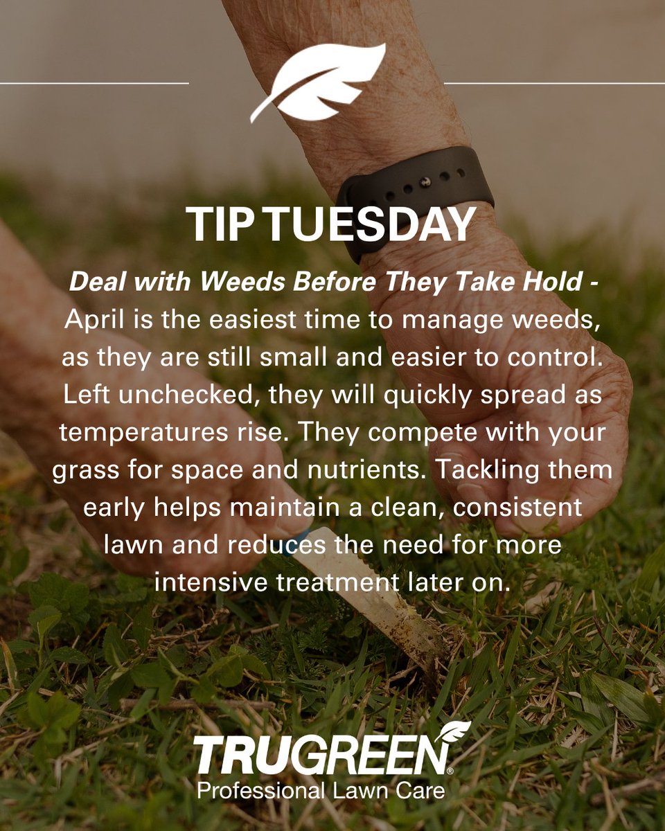 TruGreenUK's tweet image. Tip Tuesday. Deal with weeds early before they spread and compete with your grass.

trugreen.co.uk | 01162 759042 

#TruGreenUK #TipTuesday