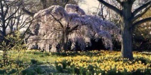 thegardenvsw's tweet image. April ‘54  Last month another of the great #gardens of England was handed over into the care of the National Trust. I refer to Nymans near Handcross in West Sussex. #gardening    nationaltrust.org.uk/visit/sussex/n…