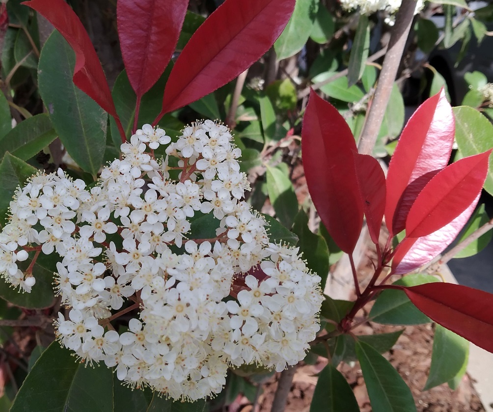 Jardín Botánico La Concepción Málaga tweet media
