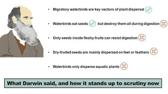 Seeds_MDPI's tweet image. 🌱 Paper of the Day

📄 Darwin’s Digestion Myth: Historical and Modern Perspectives on Our Understanding of Seed Dispersal by Waterbirds
by Andy J. Green and David M. Wilkinson 

🔗 brnw.ch/21x1MtO

#Seeds #Ecology #SeedDispersal