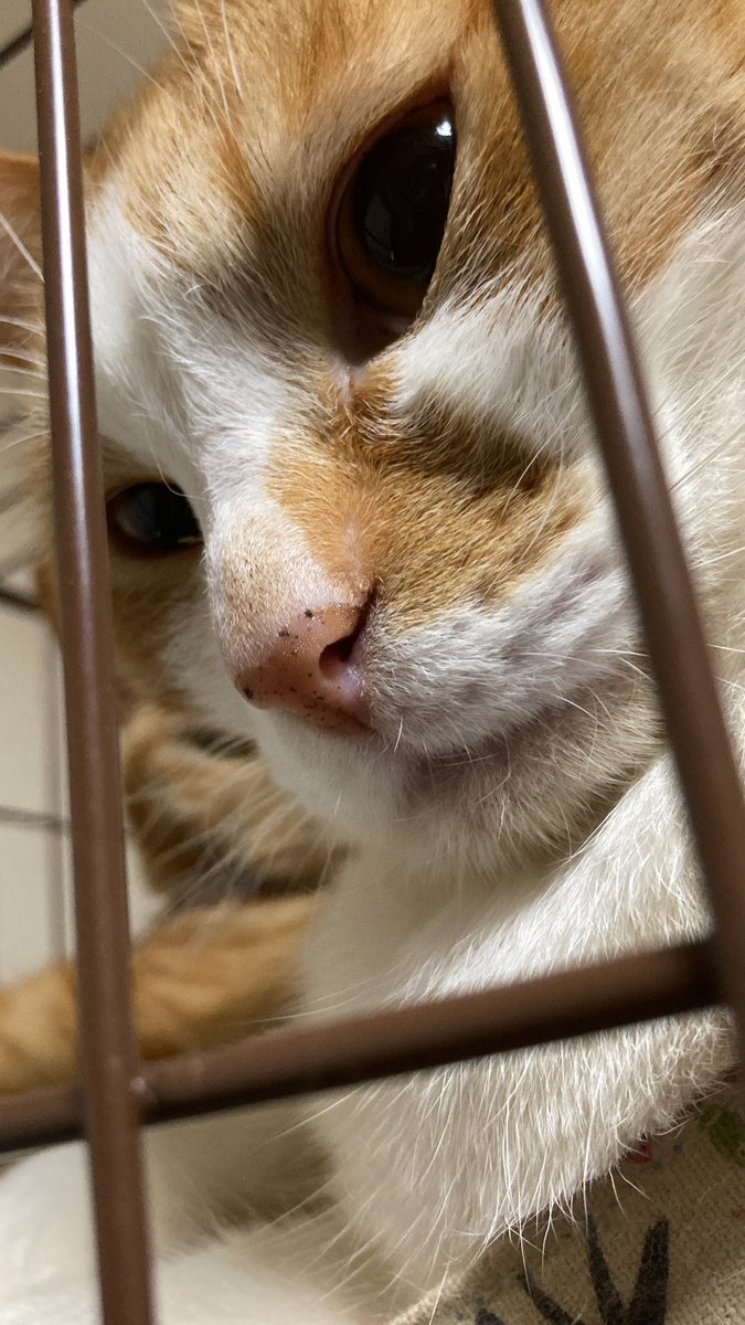 大魔王のむのむ@超たむベホ tweet media