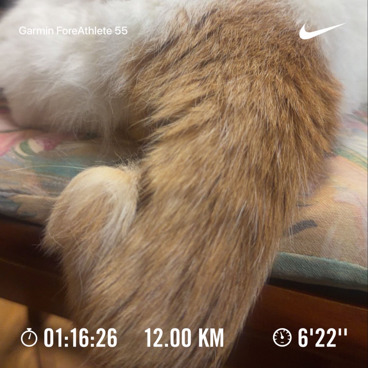 cronoszx12r's tweet image. 今日は12km走りました。
レンくんの尻尾は鍵尻尾
幸運を呼び込んでくれるはず。

#NRC #justdoit
#レンくん #猫
#ランニング