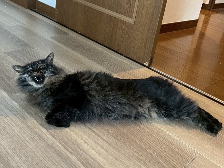 カメントツの猫アカ tweet media