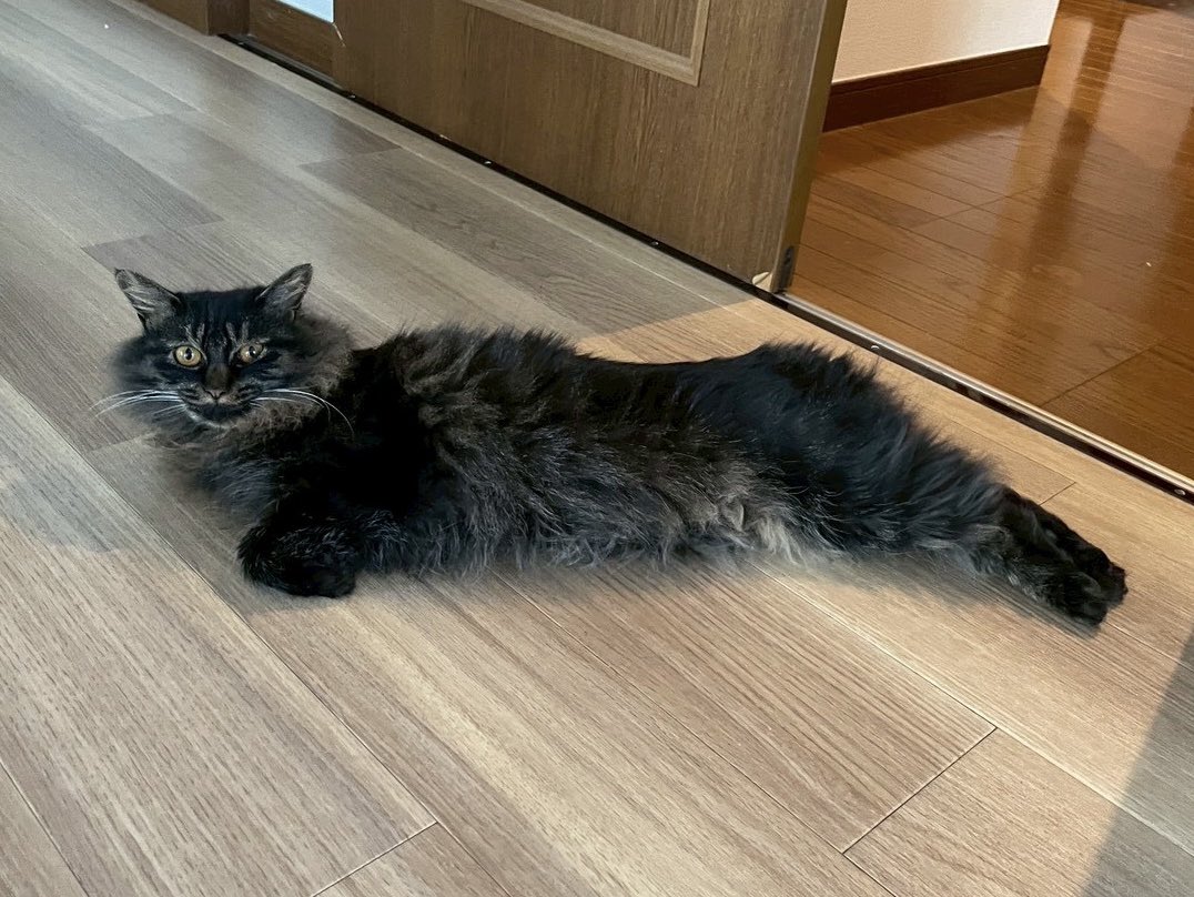 カメントツの猫アカ tweet media