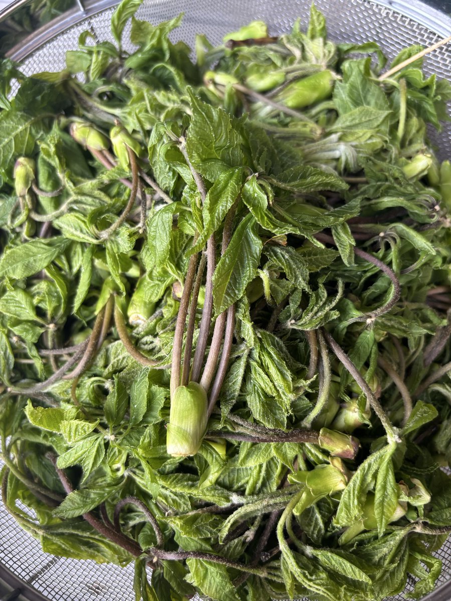 ねりっぴ～ tweet media