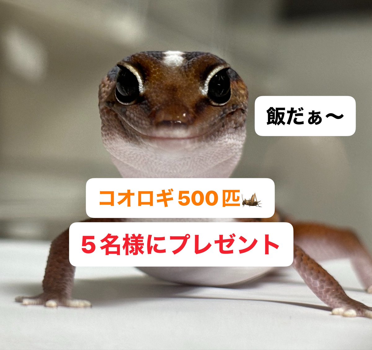 【第87回】コオロギプレゼント企画🦗

イエコSS〜ML500匹まで
5名様にプレゼント🦗🎁

【参加方法.参加条件‼️】
✅このポストをリポスト
✅このポストに1〜9のリプ
💙いいね（しなくても大丈夫です）
⚠️4月27日20時00分締め切り