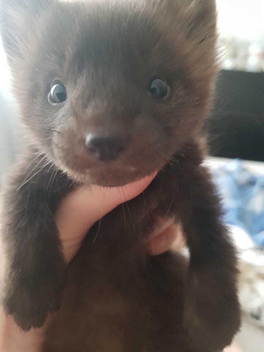 Cinnamonᶠʳʳ☆ (@cinnamonasriel) on Twitter photo 