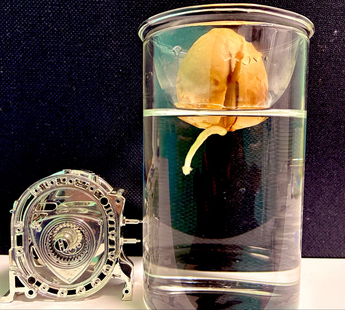 まっくん tweet media