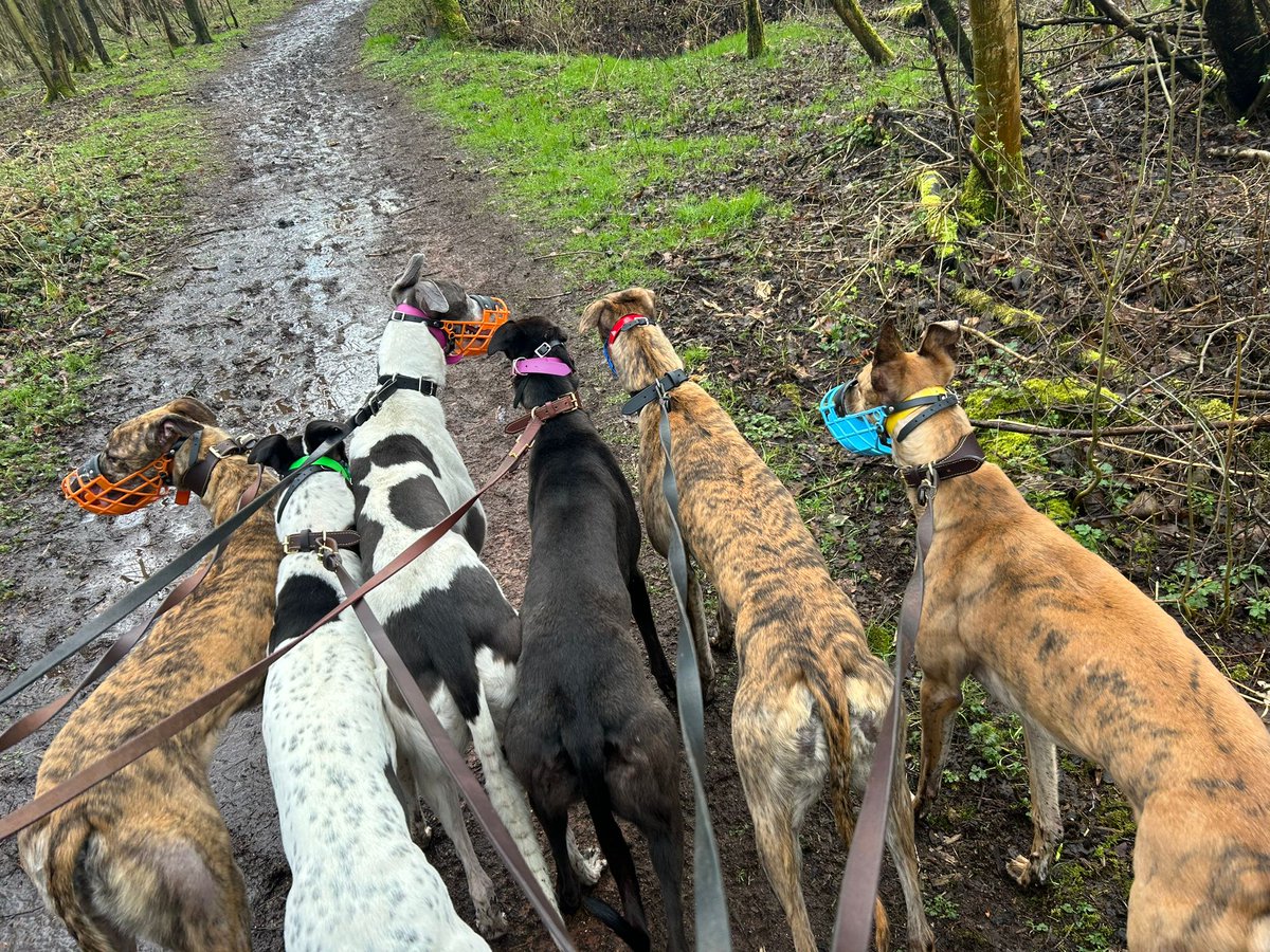 benmcphillips's tweet photo. 🐕🍂🍖 https://t.co/cRgM8FPuAG