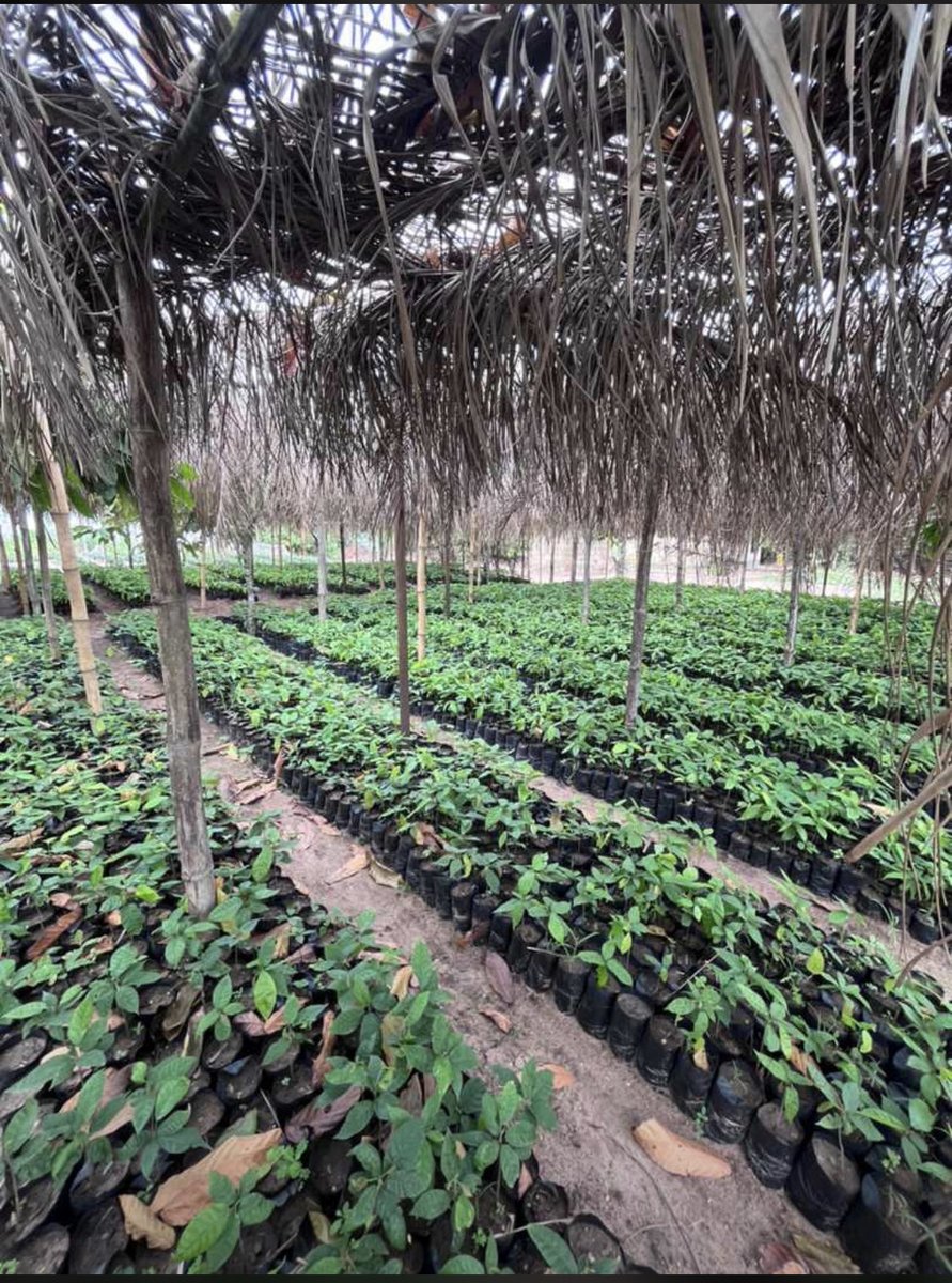 e__kingin's tweet image. the planting season are somewhat upon us.. we begin in a fortnight