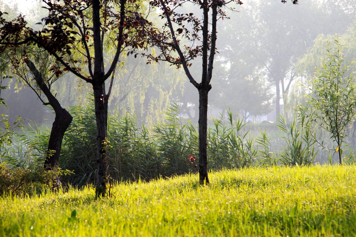 RuthRaza's tweet image. [Sunrise hike at Redwood National Park! Caught this golden hour shot with old-growth trees u0026 a tiny waterfall—nature’s quiet magic.  #OutdoorAdventure #Wanderlust]