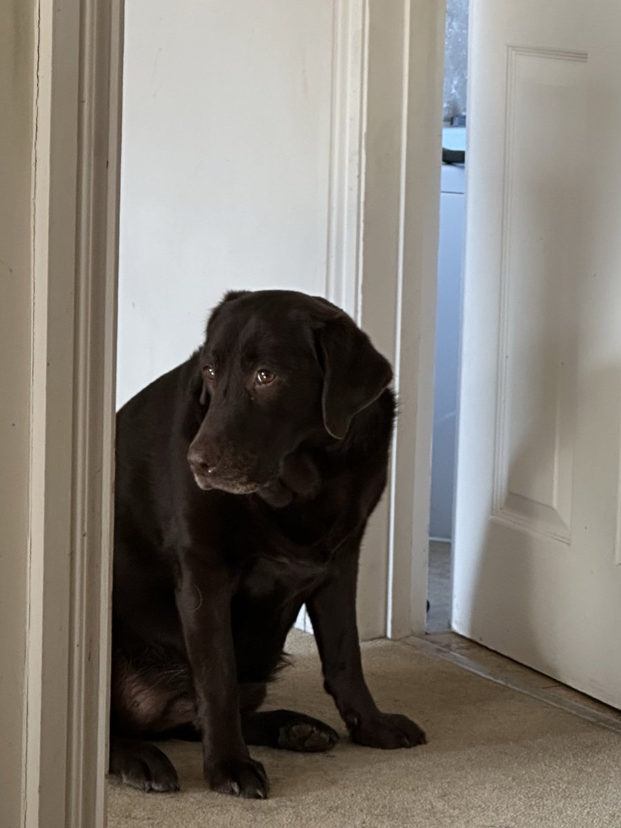 nellandsara's tweet image. Chocolate Lab Harriet likes to wait until
Sara says she can come in to the bedroom.

conversationswithnell.org/2026/04/21/can…

#dogs #labs #conversation #waiting