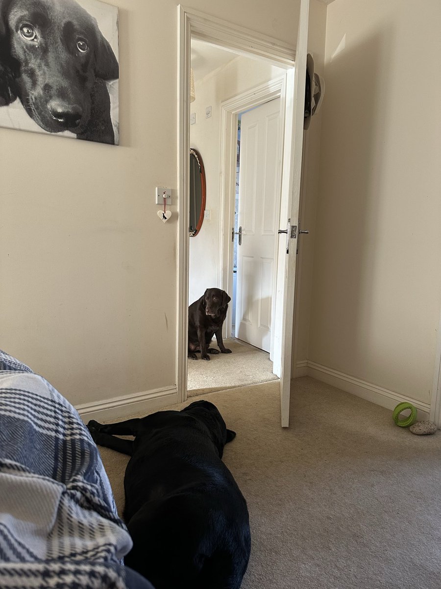 nellandsara's tweet image. Chocolate Lab Harriet likes to wait until
Sara says she can come in to the bedroom.

conversationswithnell.org/2026/04/21/can…

#dogs #labs #conversation #waiting