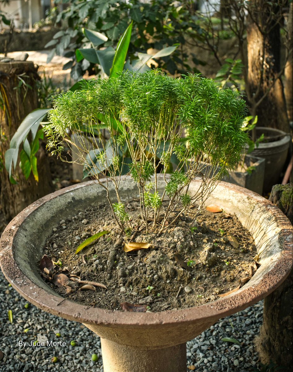 MorteJude's tweet image. J, this account's contribution to the thread theme are some #plants seemingly fit for #bonsai use
Taken mid March 2026, #QuezonCityHall, Quezon City, #Philippines 🇵🇭 
Enjoy 🌱

#RandomPictureFromMyGallery #fujifilmxm5 #flora #urban