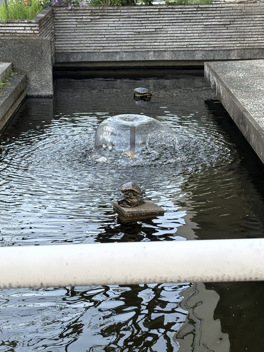aikicha's tweet photo. 図書館前で演武中です！亀は重なっています🐢 https://t.co/rQuPyePN2B