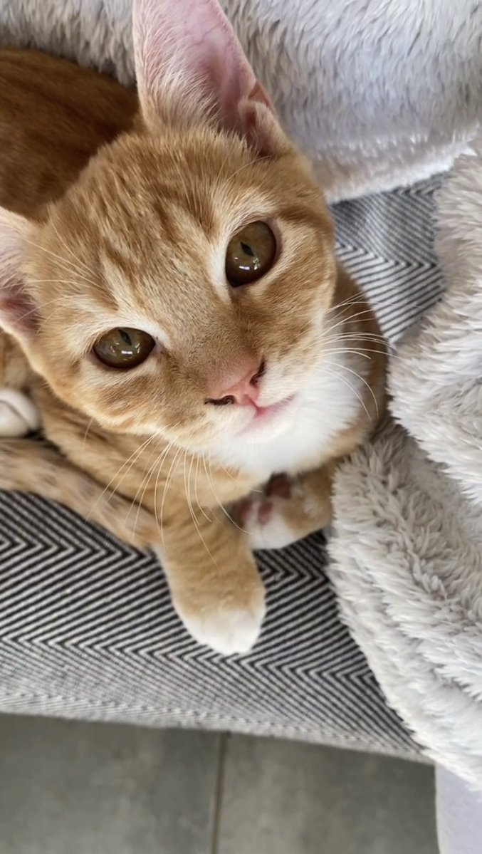 🧛🏻‍♀️ tweet media