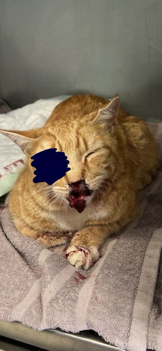 🧛🏻‍♀️ tweet media