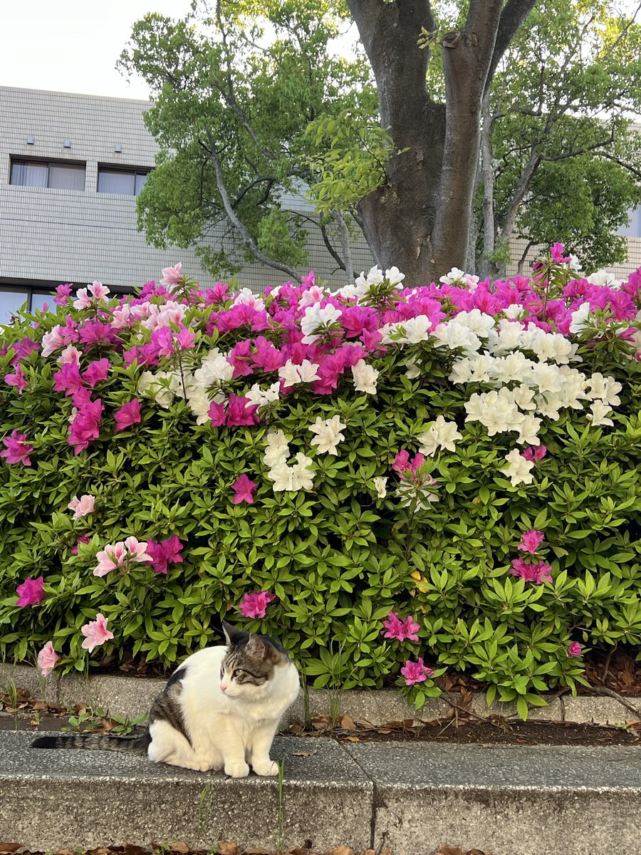 mikan__k_'s tweet photo. マグとツツジ https://t.co/IQn6FKIoCD
