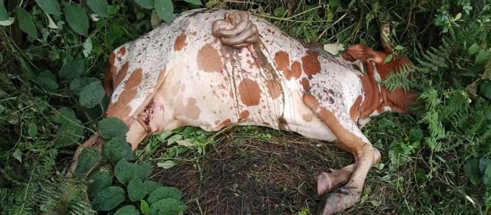 Rubon3699962's tweet photo. @StephenM Hope this sounds than written message but you’re so #rasist and do you think your interest to the DRC government will stop this luc if humanity
Why this #Genocide couldn’t be stopped
#Banyamulengecantbreathe
@SecPompeo @SecRubio @US_SrAdvisorAF @realDonaldTrump @Presidence_RDC https://t.co/6Px1u59CM7