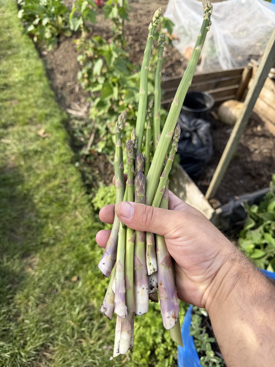 hobibahcesi2's tweet image. More and more of the delish asparagus is ready for harvest #allotment