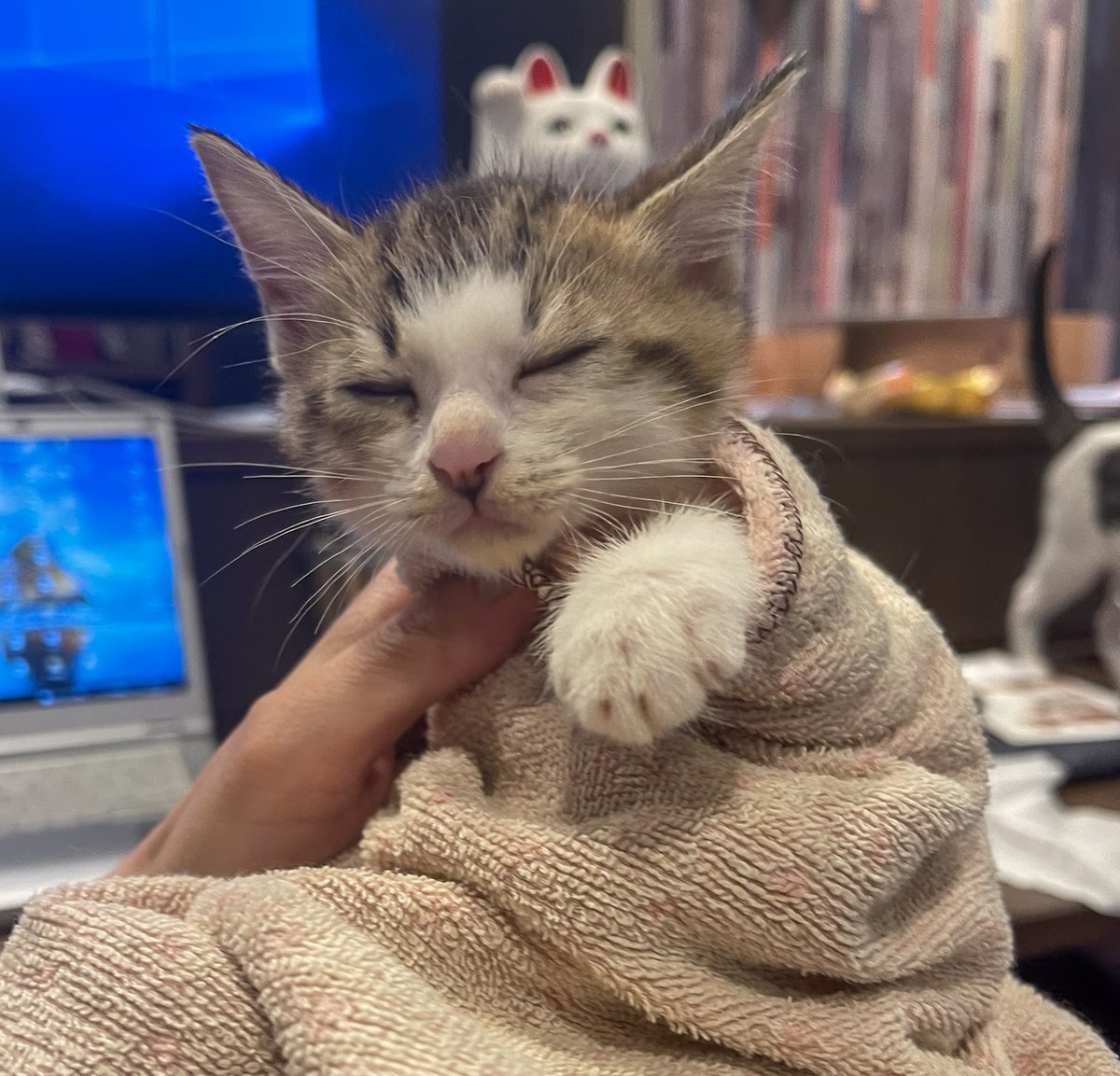 保護猫のいた会社なので

PCを触っている時間よりも
子猫を触っている時間の方が長いときもありました