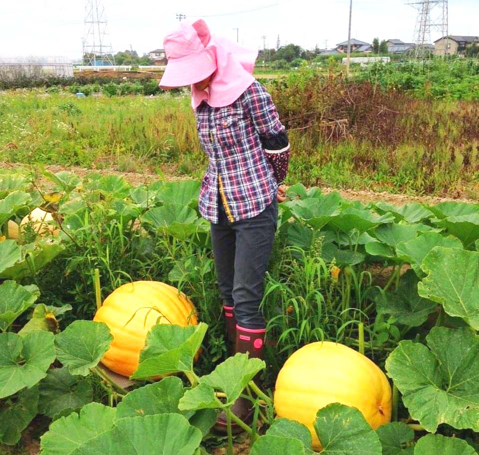 曽我農園 SOGA FARM @規格外トマトの世界 tweet media
