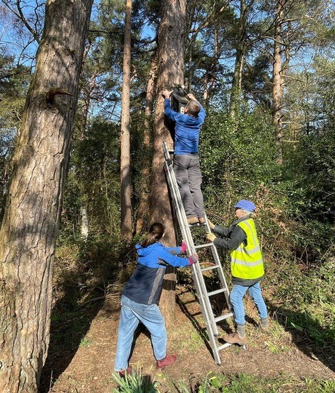 PinewoodsHgt's tweet image. .....and normal service resumes. Team out recently installing new bat boxes! #harrogate #Conservation #Bats