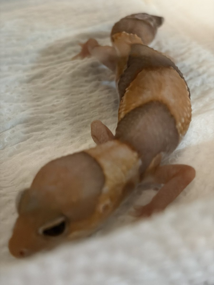 えな🦎 tweet media