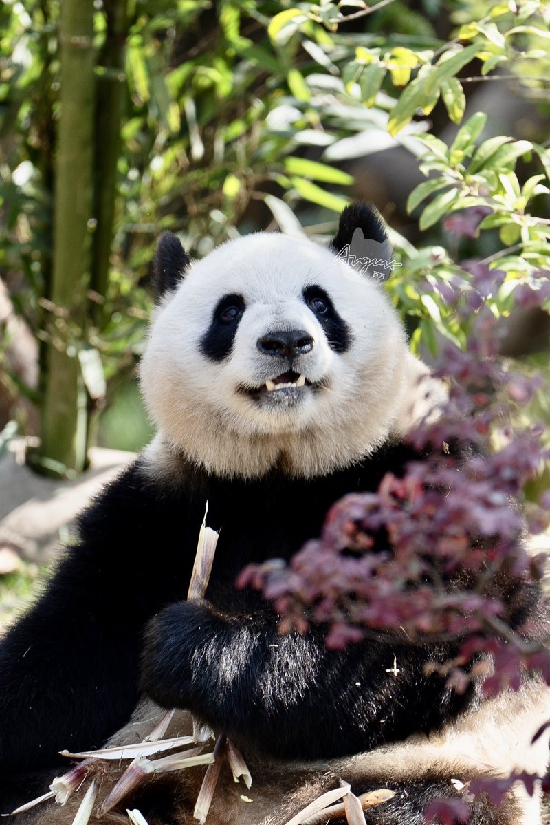 📸 260418 文静（Wen Jing）

#文静 #wenjing #成都大熊猫繁育研究基地