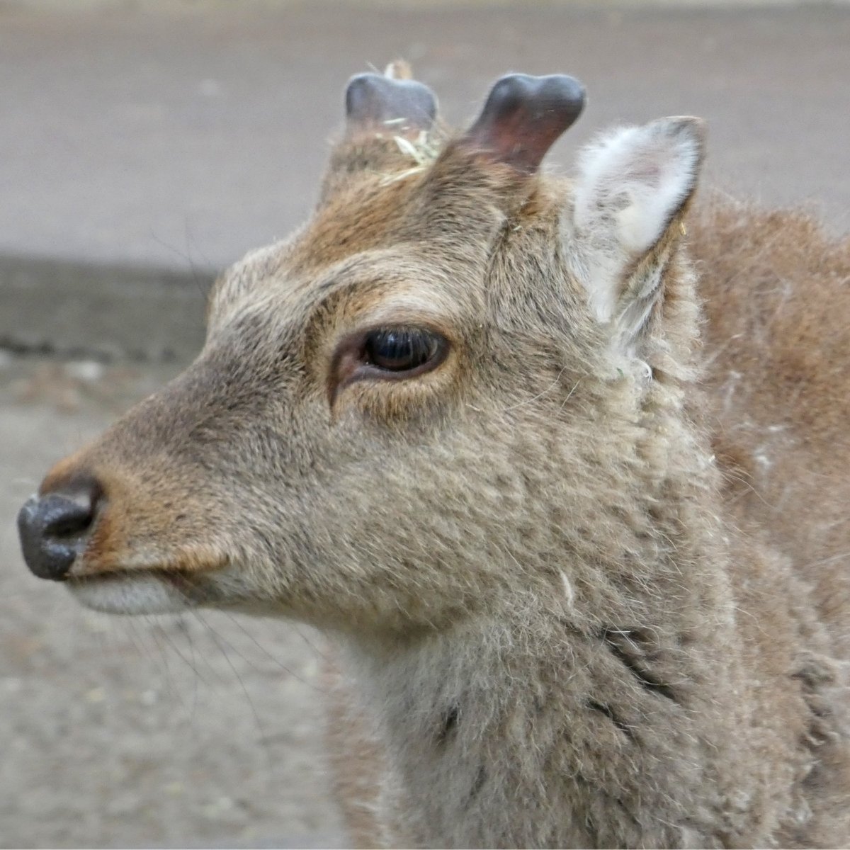 🦌にょき！ ＼ 落角してから4週間、#ヤクシカ♂の新しい角が二又に