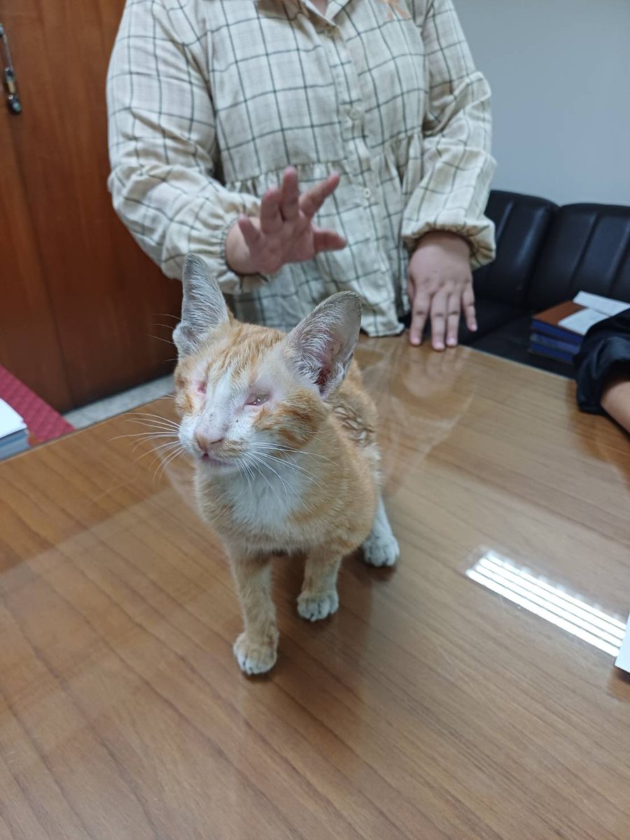 Catster & Co บ้านพักพิงแมวจร tweet media