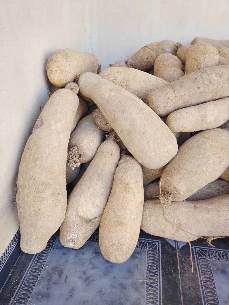 Yam seller in Benue tweet media