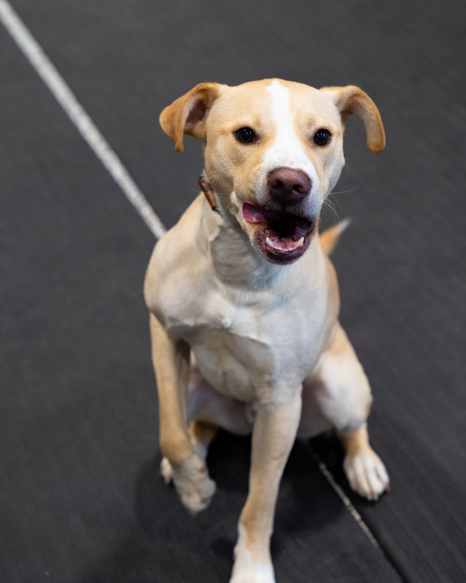 resort4paws's tweet image. Every day is a new adventure for our friends here at Resort4Paws!

Are you in the Kentuckiana Area? Let us be your pet's home away from home. Book now at the link in our bio! #LouisvillePetCare #DoggyDaycare #DogsOfInstagram #HappyDogs #ClarksvilleIN