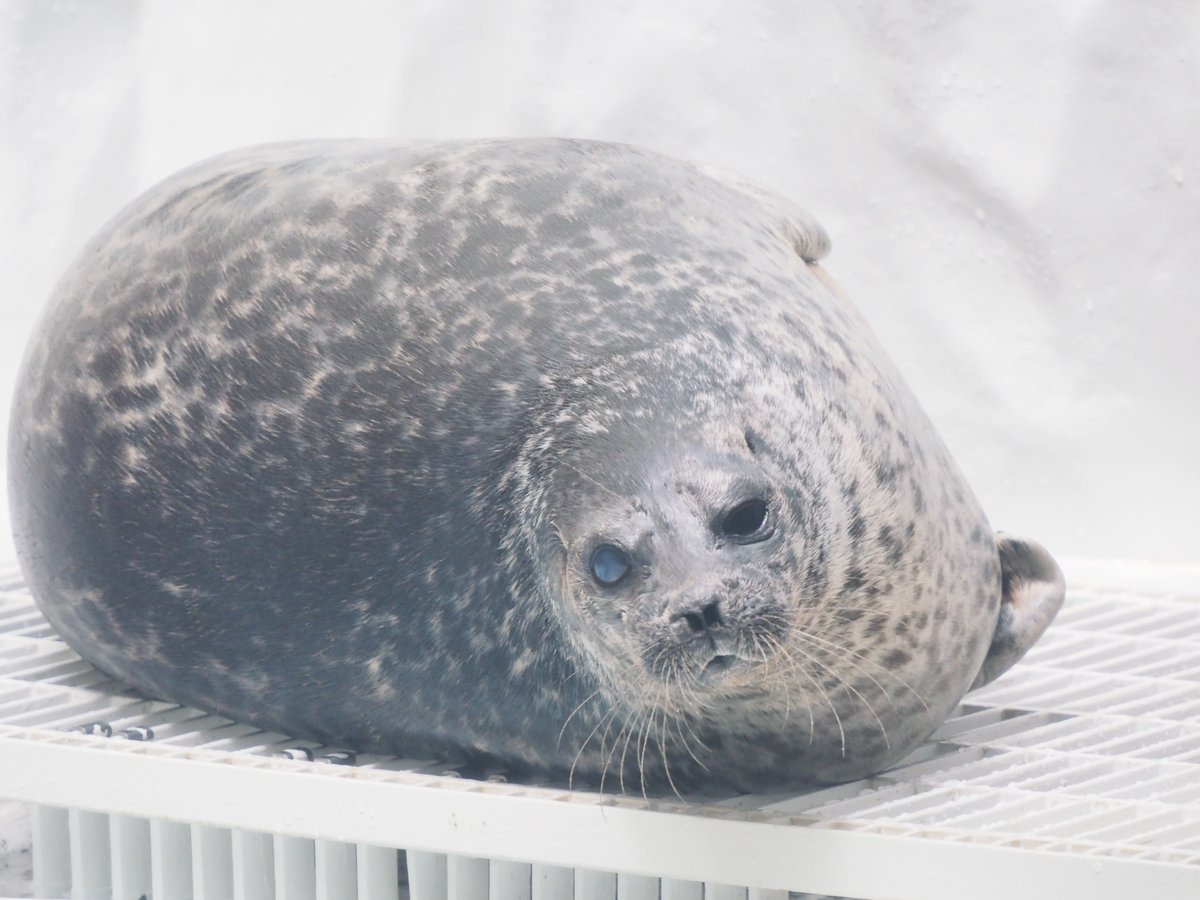 海獣先輩 tweet media