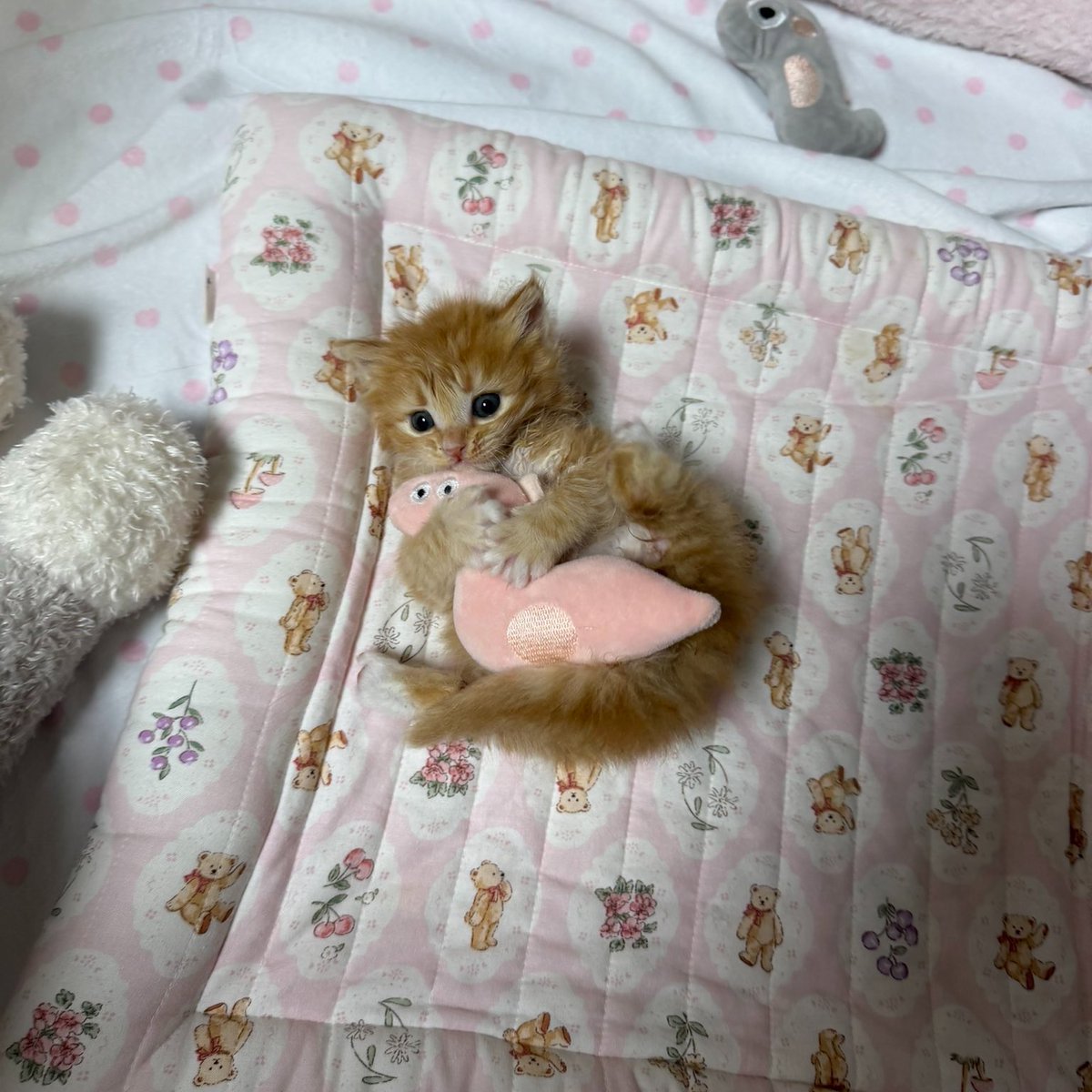 bibi 🎀 tweet media