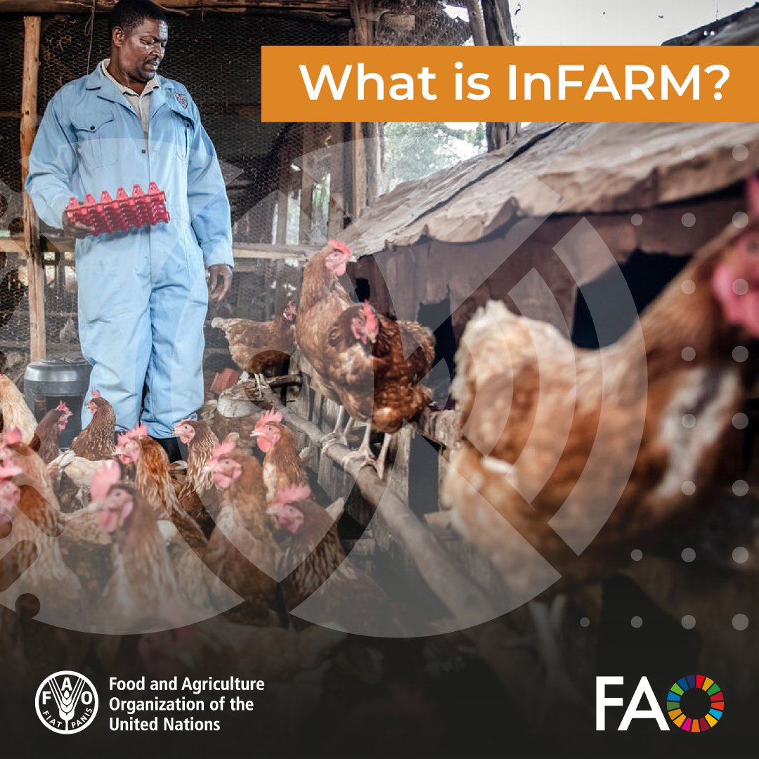 FAO Livestock tweet media