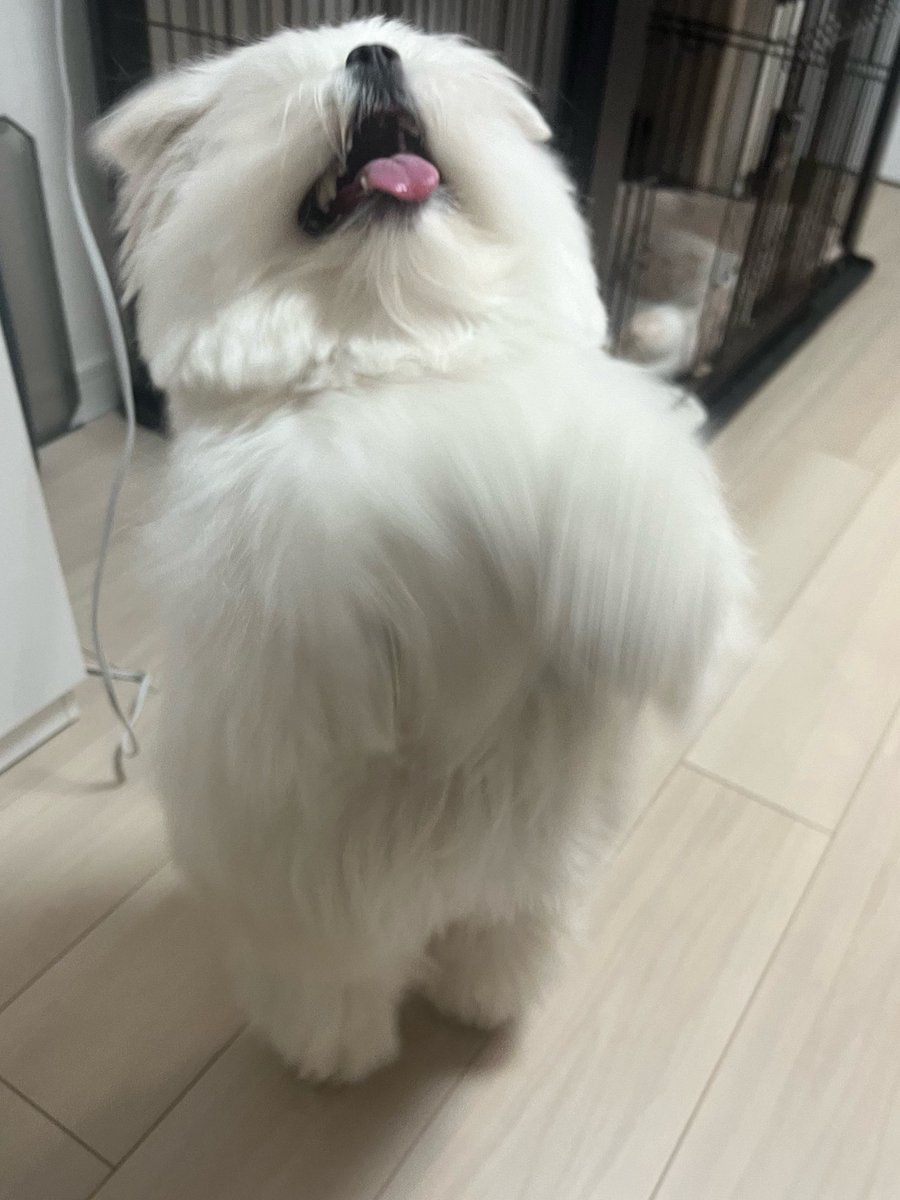 ムンドマン tweet media