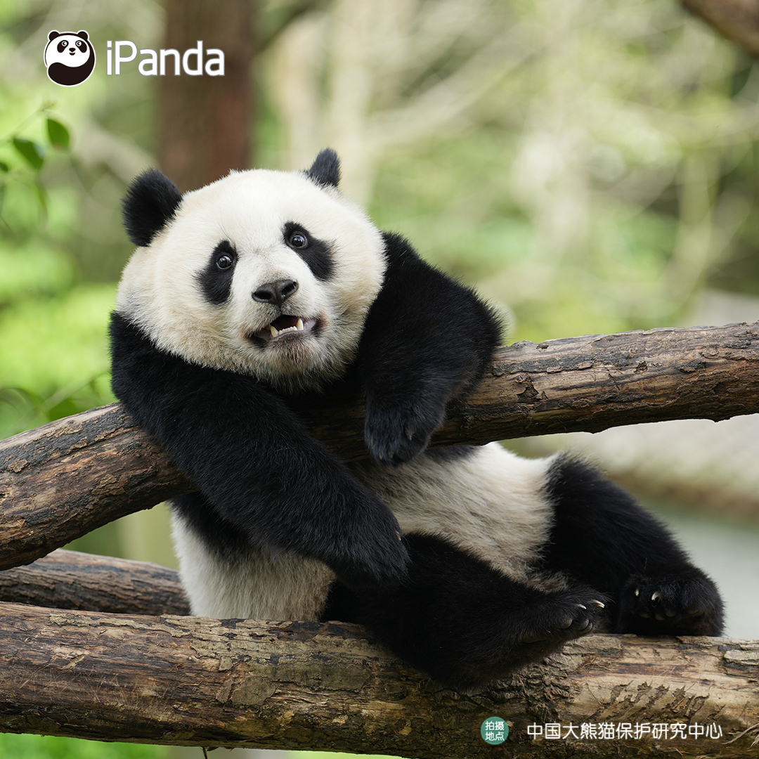 ipandacom's tweet image. Basic panda etiquette: stay cute at all times! (Xin Qiao)  

#PandaPic #CCRCGP #PandaLife  

For more panda information, please check out: en.ipanda.com