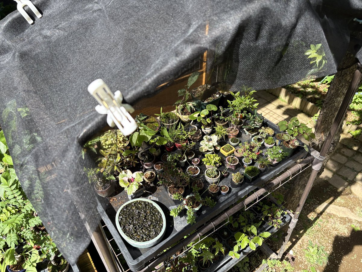 matsumoto_mill's tweet image. 私も簡易的な寒冷紗を張りました。
洗濯バサミで留めただけ😆
この上に柿の木があるので、もう少しすれば木漏れ日遮光が、完成します！

#盆栽
#ミニ盆栽
#bonsai
#gardening