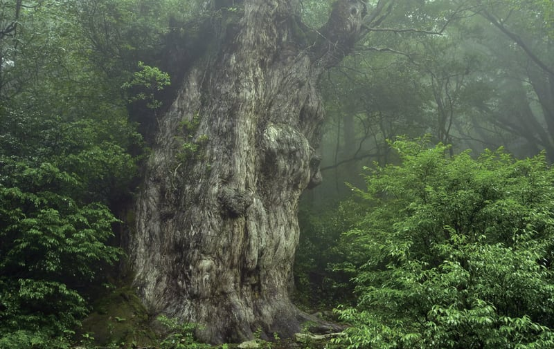 JapanEmb_Spain's tweet image. ¿Conocéis la isla de #Yakushima? 🤔 Declarada #PatrimonioNaturalMundial de la #UNESCO, alberga árboles de cedro de más de 1000 años 😮, playas vírgenes y el mejor lugar de anidación de tortugas marinas 🐢

Más secretos que esconde la isla 🏝 en #JNTO ⏬
japan.travel/es/destination…