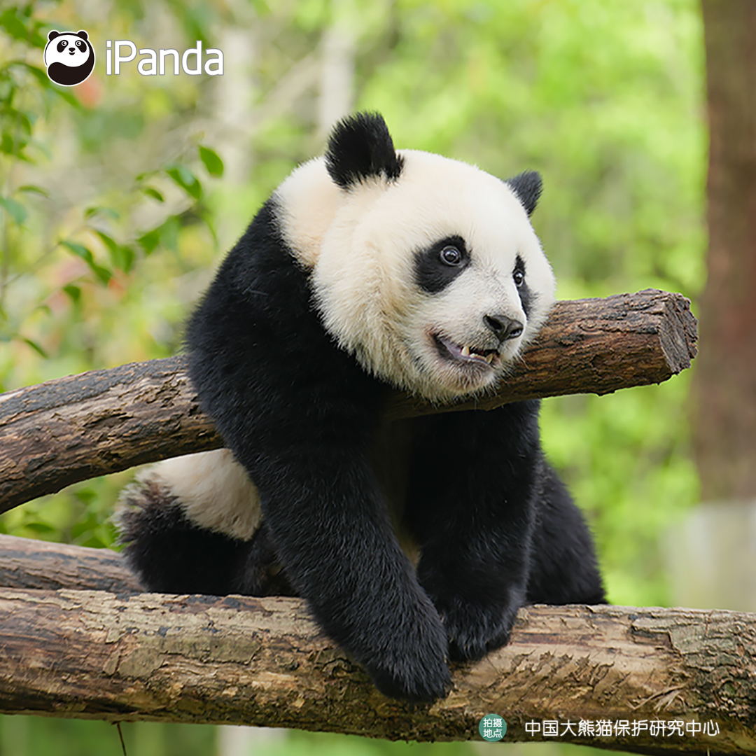 ipandacom's tweet image. Basic panda etiquette: stay cute at all times! (Xin Qiao)  

#PandaPic #CCRCGP #PandaLife  

For more panda information, please check out: en.ipanda.com