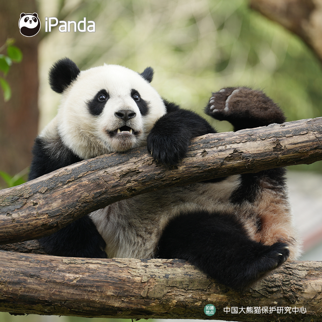 ipandacom's tweet image. Basic panda etiquette: stay cute at all times! (Xin Qiao)  

#PandaPic #CCRCGP #PandaLife  

For more panda information, please check out: en.ipanda.com