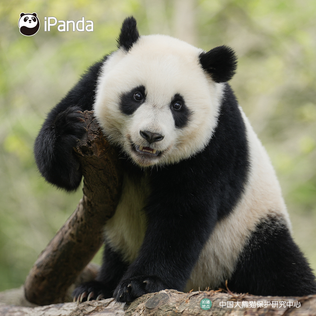 ipandacom's tweet image. Basic panda etiquette: stay cute at all times! (Xin Qiao)  

#PandaPic #CCRCGP #PandaLife  

For more panda information, please check out: en.ipanda.com