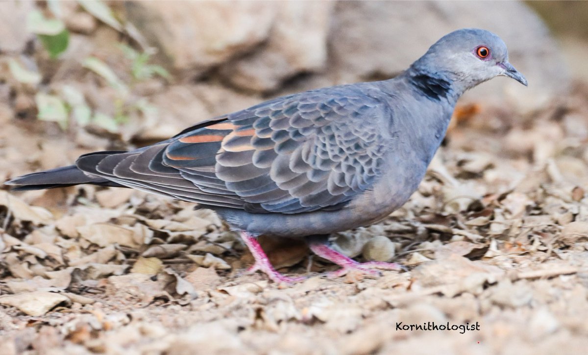 Kenyan Ornithologist-Kenyan Birds tweet media