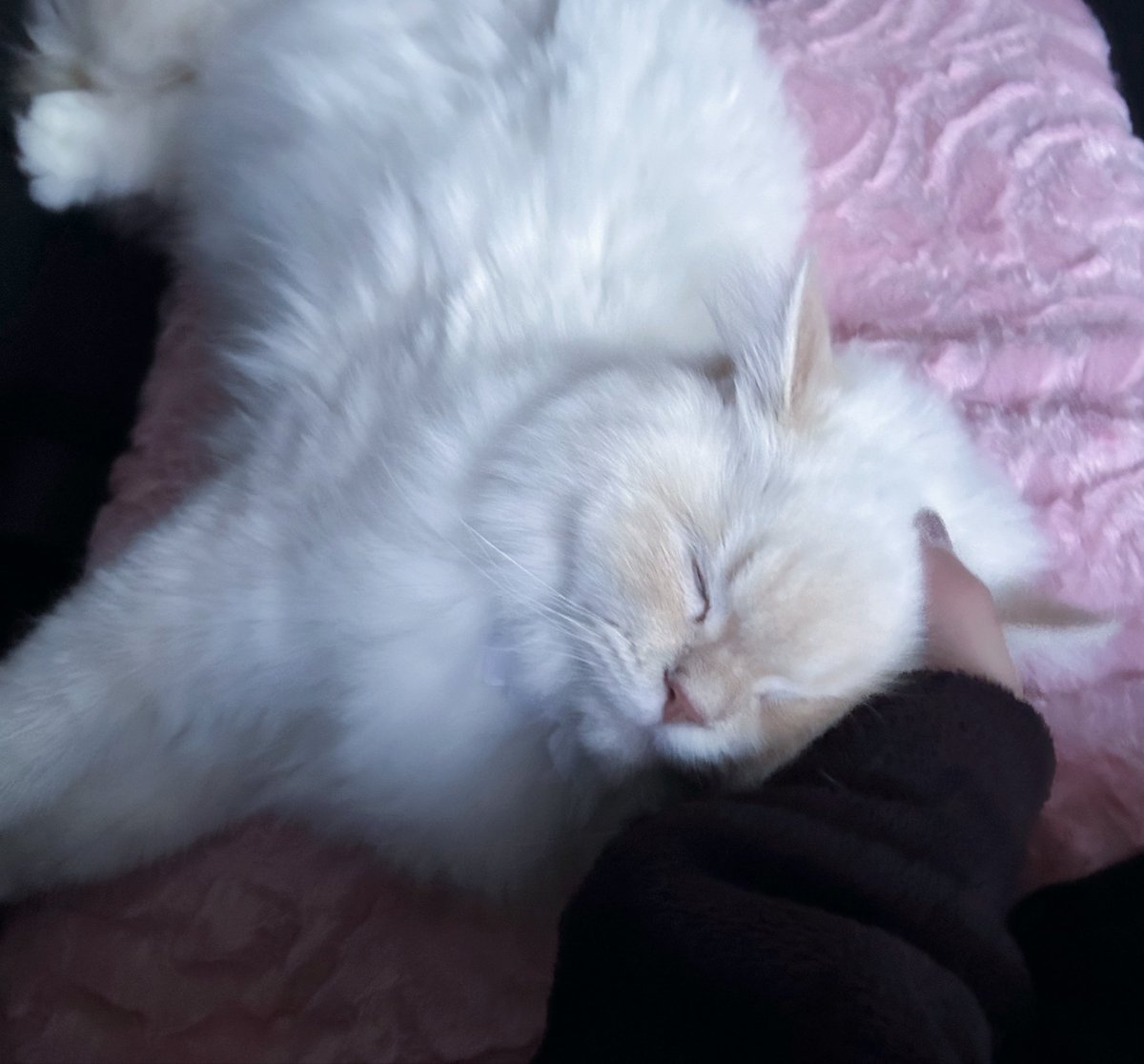 てぃあ@Abyss la portée tweet media