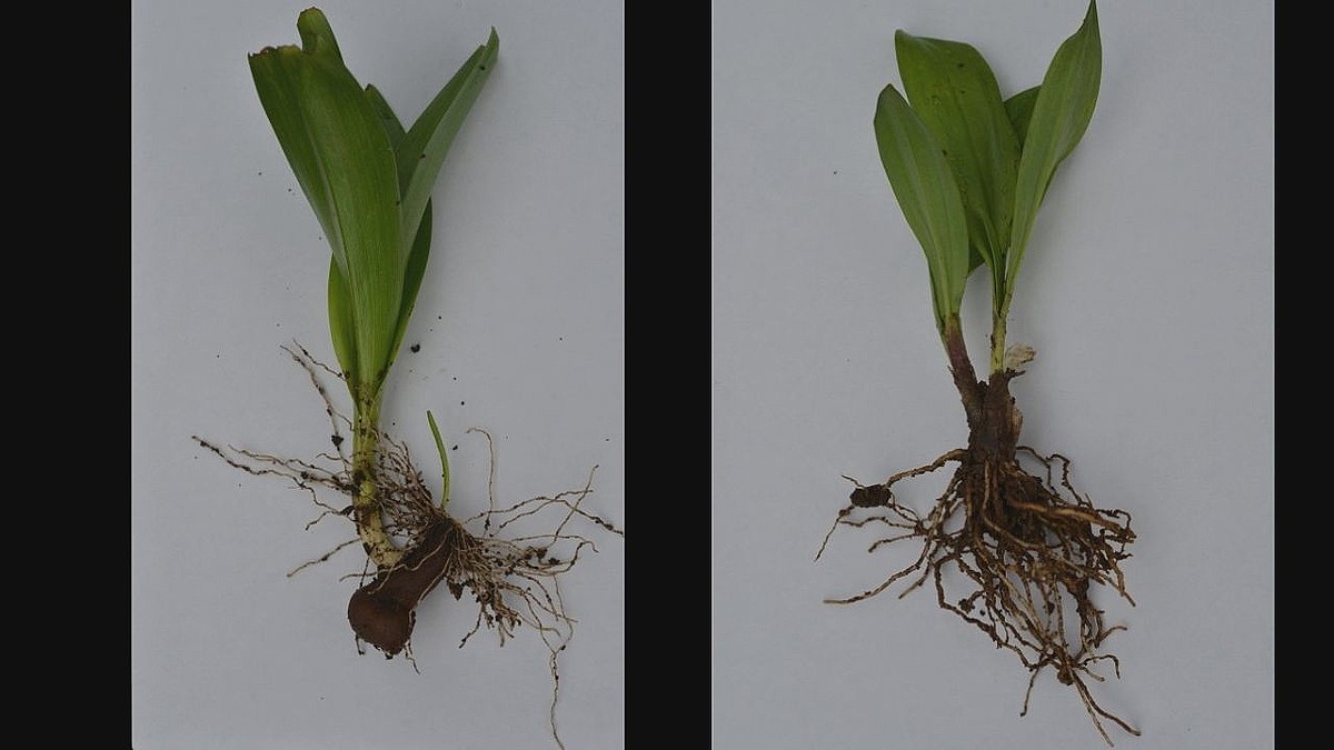 【誤認】「ギョウジャニンニクの天ぷらを食べた」 有毒植物・イヌサフランの誤食で70代女性死亡
news.livedoor.com/article/detail…

女性は自宅の庭に観賞用に植えていたイヌサフランを、ギョウジャニンニクと誤認し、調理して食べたという。女性は翌日、病院に搬送されたが、死亡が確認された。