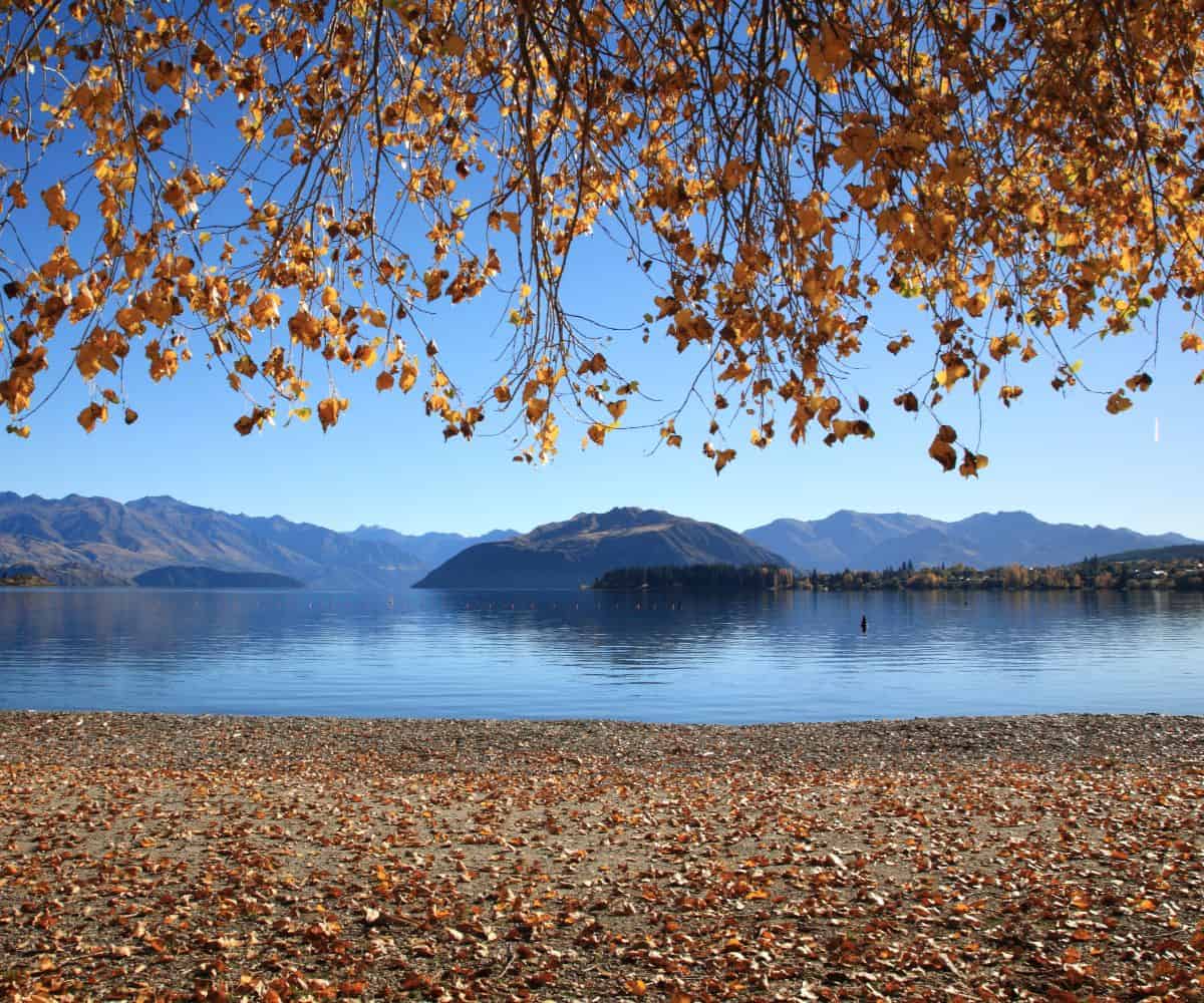 IntelliTraveler's tweet image. #Autumn in Wānaka: New #Zealand’s best-kept #Secret
aluxurytravelblog.com/2026/04/21/aut…