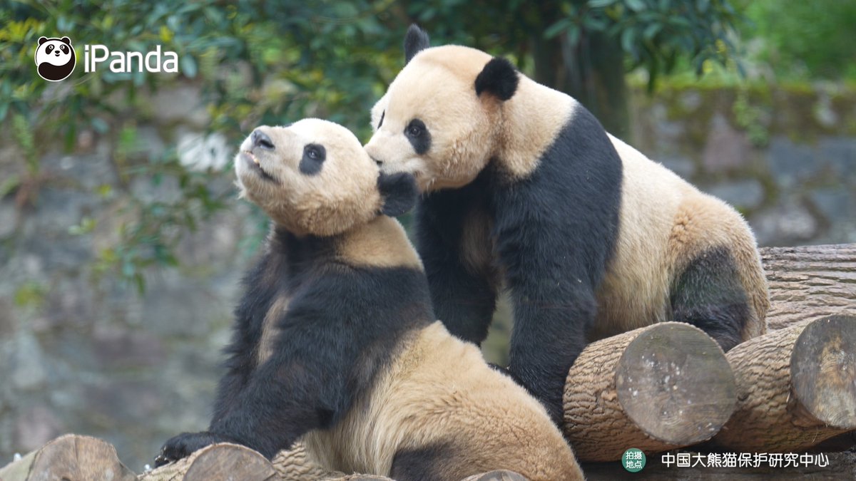 ipandacom's tweet image. Panda Rule No.1: Always pose when the camera shows up. (Zi Shi &amp;amp; Zi Ang)  

#PandaPic #CCRCGP #PandaLife  

For more panda information, please check out: en.ipanda.com