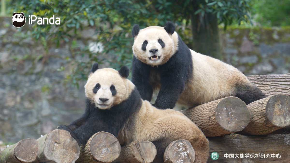 ipandacom's tweet image. Panda Rule No.1: Always pose when the camera shows up. (Zi Shi &amp;amp; Zi Ang)  

#PandaPic #CCRCGP #PandaLife  

For more panda information, please check out: en.ipanda.com