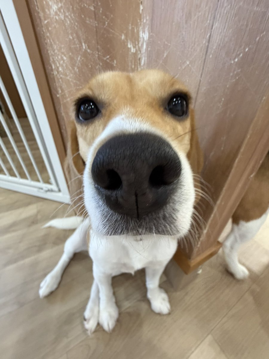 ビーグルカフェRAPPY tweet media